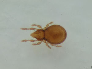  ( - FINOR-20120148)  @11 [ ] Copyright (2012) R. Penttinen Zoological Museum, University of Turku