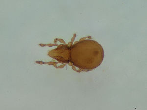  ( - FINOR-20120149)  @11 [ ] Copyright (2012) R. Penttinen Zoological Museum, University of Turku