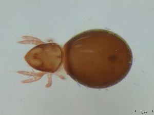  (Phthiracarus clavatus - FINOR-20120331)  @12 [ ] Copyright (2012) R. Penttinen 2012