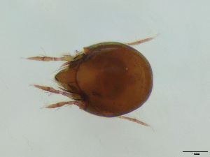  (Chamobatidae - FINOR-20120461)  @14 [ ] Copyright (2012) R. Penttinen 2012