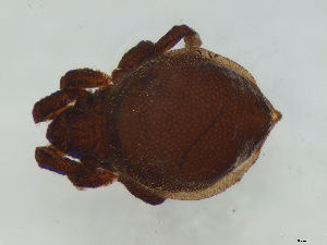  (Neoliodidae - FINOR-20120478)  @14 [ ] Copyright (2012) R. Penttinen 2012