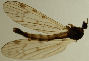  (Idioptera trimaculata - JES-20110100)  @12 [ ] No Rights Reserved (2011) Jukka Salmela University of Turku