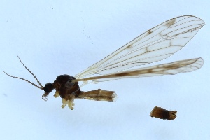  (Eloeophila trimaculata - JES-20110328)  @12 [ ] CreativeCommons - Attribution Non-Commercial (2012) Piia Partanen University of Oulu