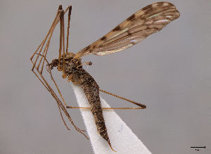  (Idioptera verralli - JES-20110425)  @11 [ ] Unspecified (default): All Rights Reserved  Unspecified Unspecified