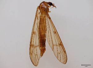  (Metalimnobia bifasciata - JES-20110466)  @14 [ ] Unspecified (default): All Rights Reserved  Unspecified Unspecified