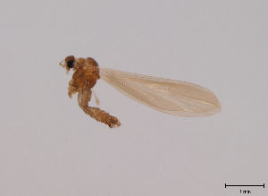  (Tasiocera fuscescens - JES-20110510)  @12 [ ] Unspecified (default): All Rights Reserved  Unspecified Unspecified
