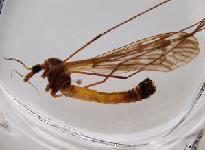  (Tipula octomaculata - JES-20120014)  @12 [ ] Unspecified (default): All Rights Reserved  Unspecified Unspecified