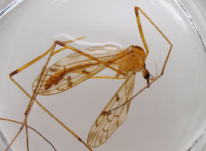  (Metalimnobia tenua - JES-20120142)  @13 [ ] Unspecified (default): All Rights Reserved  Unspecified Unspecified