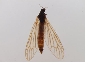  (Hexatoma fuscipennis - JES-20120164)  @11 [ ] Unspecified (default): All Rights Reserved  Unspecified Unspecified