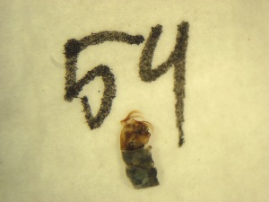  ( - E6_ornatumgr)  @12 [ ] Unspecified (default): All Rights Reserved  Unspecified Unspecified
