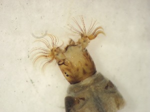  ( - E8_Simulium_ornatum_gr)  @12 [ ] Unspecified (default): All Rights Reserved  Unspecified Unspecified