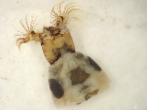  ( - E8_Simulium_ornatum_gr)  @12 [ ] Unspecified (default): All Rights Reserved  Unspecified Unspecified