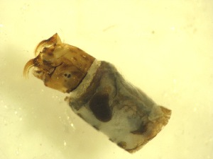  ( - E9_Simulium_ornatum_gr)  @12 [ ] Unspecified (default): All Rights Reserved  Unspecified Unspecified