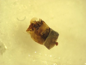  ( - F1_Simulium_ornatum_gr)  @12 [ ] Unspecified (default): All Rights Reserved  Unspecified Unspecified
