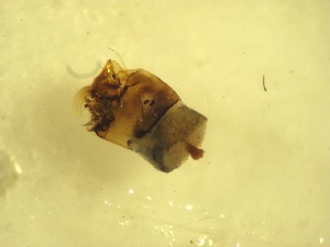  ( - F1_Simulium_ornatum_gr)  @12 [ ] Unspecified (default): All Rights Reserved  Unspecified Unspecified