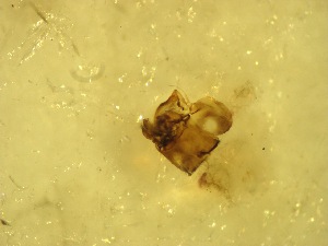  ( - F1_Simulium_ornatum_gr)  @12 [ ] Unspecified (default): All Rights Reserved  Unspecified Unspecified