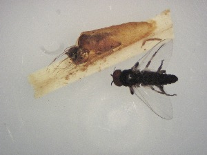  ( - Jari-20110193_Simulium_intermedium)  @12 [ ] Unspecified (default): All Rights Reserved  Unspecified Unspecified
