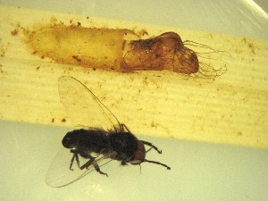  ( - Jari-20110194_Simulium_cf_frigidum)  @12 [ ] Unspecified (default): All Rights Reserved  Unspecified Unspecified