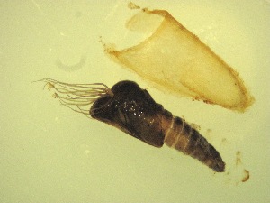  ( - Jari-20110196_Simulium_cf_frigidum)  @12 [ ] Unspecified (default): All Rights Reserved  Unspecified Unspecified