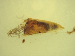  ( - Jari-20110197_Simulium_ornatum_group)  @12 [ ] Unspecified (default): All Rights Reserved  Unspecified Unspecified