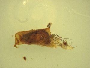  ( - Jari-20110198_Simulium_ornatum_group)  @12 [ ] Unspecified (default): All Rights Reserved  Unspecified Unspecified