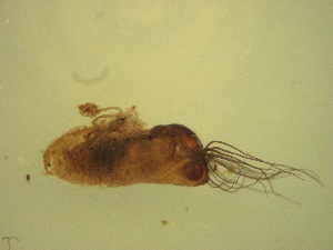  ( - Jari-20110199_Simulium_ornatum_group)  @12 [ ] Unspecified (default): All Rights Reserved  Unspecified Unspecified