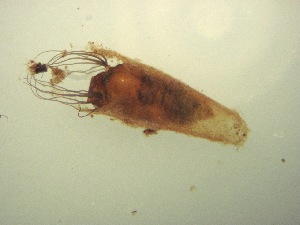  ( - Jari-20110200_Simulium_ornatum_group)  @12 [ ] Unspecified (default): All Rights Reserved  Unspecified Unspecified