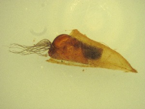  ( - Jari-20110202_Simulium_ornatum_group)  @12 [ ] Unspecified (default): All Rights Reserved  Unspecified Unspecified