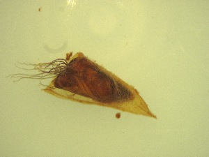  ( - Jari-20110203_Simulium_ornatum_group)  @12 [ ] Unspecified (default): All Rights Reserved  Unspecified Unspecified