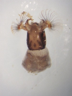  ( - Jari-20110204_Simulium_ornatum_group)  @12 [ ] Unspecified (default): All Rights Reserved  Unspecified Unspecified
