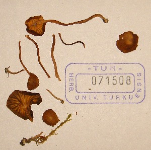  (Camarophyllus russocoriaceus - TUR071508)  @11 [ ] CreativeCommons - Attribution Non-Commercial Share-Alike (2013) Balint Dima Botanical Museum, Finnish Museum of Natural History, University of Helsinki