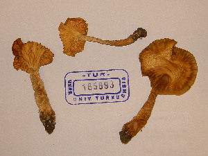  (Camarophyllus pratensis var. pallida - TUR185893)  @11 [ ] CreativeCommons - Attribution Non-Commercial Share-Alike (2013) Balint Dima Botanical Museum, Finnish Museum of Natural History, University of Helsinki