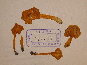  (Hygrocybe chlorophana var. aurantiaca - TUR124733)  @11 [ ] CreativeCommons - Attribution Non-Commercial Share-Alike (2013) Balint Dima Botanical Museum, Finnish Museum of Natural History, University of Helsinki
