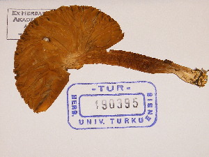  (Hygrocybe nitrata - TUR190395)  @11 [ ] CreativeCommons - Attribution Non-Commercial Share-Alike (2013) Balint Dima Botanical Museum, Finnish Museum of Natural History, University of Helsinki