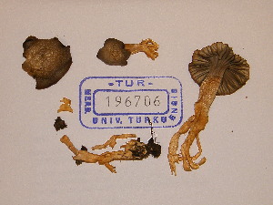  (Camarophyllus lacmus - TUR196706)  @11 [ ] CreativeCommons - Attribution Non-Commercial Share-Alike (2013) Balint Dima Botanical Museum, Finnish Museum of Natural History, University of Helsinki