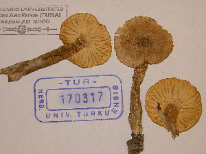  (Hygrocybe irrigata - TUR170317)  @11 [ ] CreativeCommons - Attribution Non-Commercial Share-Alike (2013) Balint Dima Botanical Museum, Finnish Museum of Natural History, University of Helsinki