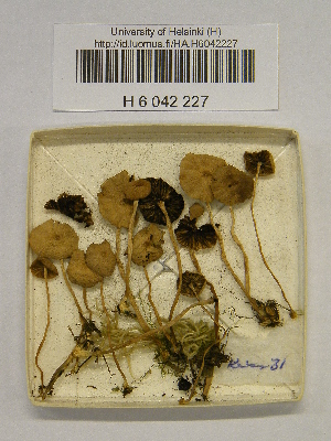  (Psathyrella cf. rubiginosa - H6042227)  @11 [ ] CreativeCommons - Attribution Non-Commercial Share-Alike (2013) Balint Dima Botanical Museum, Finnish Museum of Natural History, University of Helsinki