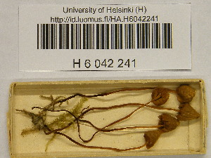  ( - H6042241)  @11 [ ] CreativeCommons - Attribution Non-Commercial Share-Alike (2013) Balint Dima Botanical Museum, Finnish Museum of Natural History, University of Helsinki
