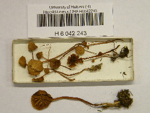  ( - H6042243)  @11 [ ] CreativeCommons - Attribution Non-Commercial Share-Alike (2013) Balint Dima Botanical Museum, Finnish Museum of Natural History, University of Helsinki