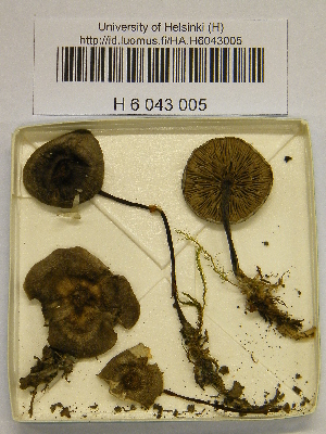  ( - H6043005)  @11 [ ] CreativeCommons - Attribution Non-Commercial Share-Alike (2013) Balint Dima Botanical Museum, Finnish Museum of Natural History, University of Helsinki