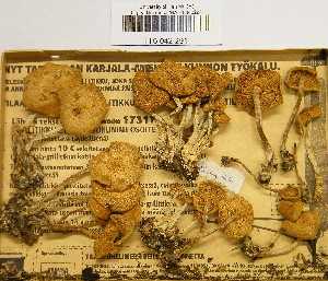  ( - H6042291)  @11 [ ] CreativeCommons - Attribution Non-Commercial Share-Alike (2013) Balint Dima Botanical Museum, Finnish Museum of Natural History, University of Helsinki
