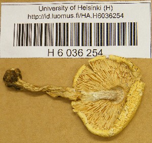  ( - H6036254)  @11 [ ] CreativeCommons - Attribution Non-Commercial Share-Alike (2013) Balint Dima Botanical Museum, Finnish Museum of Natural History, University of Helsinki