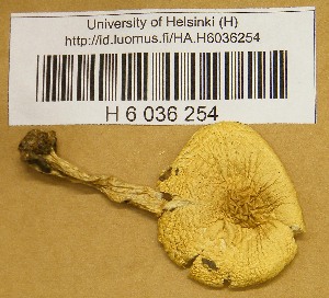  ( - H6036254)  @11 [ ] CreativeCommons - Attribution Non-Commercial Share-Alike (2013) Balint Dima Botanical Museum, Finnish Museum of Natural History, University of Helsinki