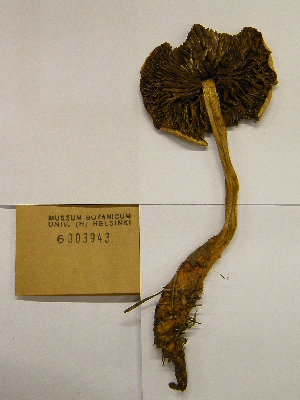  (Hypholoma radicosum - H6003943)  @11 [ ] CreativeCommons - Attribution Non-Commercial Share-Alike (2013) Balint Dima Botanical Museum, Finnish Museum of Natural History, University of Helsinki