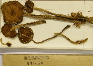  (Hypholoma myosotis - H6017328)  @11 [ ] CreativeCommons - Attribution Non-Commercial Share-Alike (2013) Balint Dima Botanical Museum, Finnish Museum of Natural History, University of Helsinki