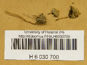 (Psilocybe semilanceata - H6030700)  @11 [ ] CreativeCommons - Attribution Non-Commercial Share-Alike (2013) Balint Dima Botanical Museum, Finnish Museum of Natural History, University of Helsinki