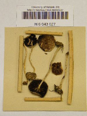  (Psilocybe cf. merdaria - H6043027)  @11 [ ] CreativeCommons - Attribution Non-Commercial Share-Alike (2013) Balint Dima Botanical Museum, Finnish Museum of Natural History, University of Helsinki