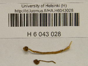 (Psilocybe cf. phyllogena - H6043028)  @11 [ ] CreativeCommons - Attribution Non-Commercial Share-Alike (2013) Balint Dima Botanical Museum, Finnish Museum of Natural History, University of Helsinki