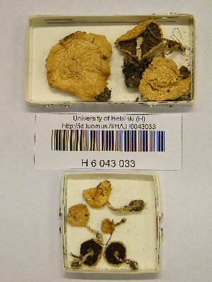  (Stropharia coronilla - H6043033)  @11 [ ] CreativeCommons - Attribution Non-Commercial Share-Alike (2013) Balint Dima Botanical Museum, Finnish Museum of Natural History, University of Helsinki