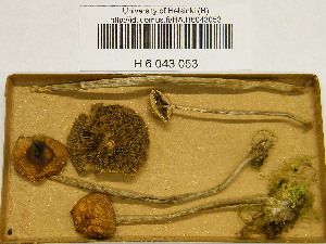 (Hypholoma marginatum - H6043053)  @11 [ ] CreativeCommons - Attribution Non-Commercial Share-Alike (2013) Balint Dima Botanical Museum, Finnish Museum of Natural History, University of Helsinki